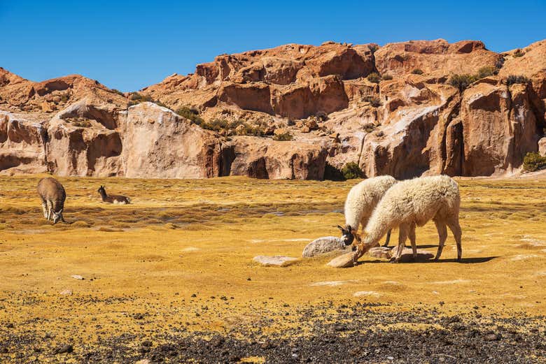 Vicuñas en el Valle de las Rocas
