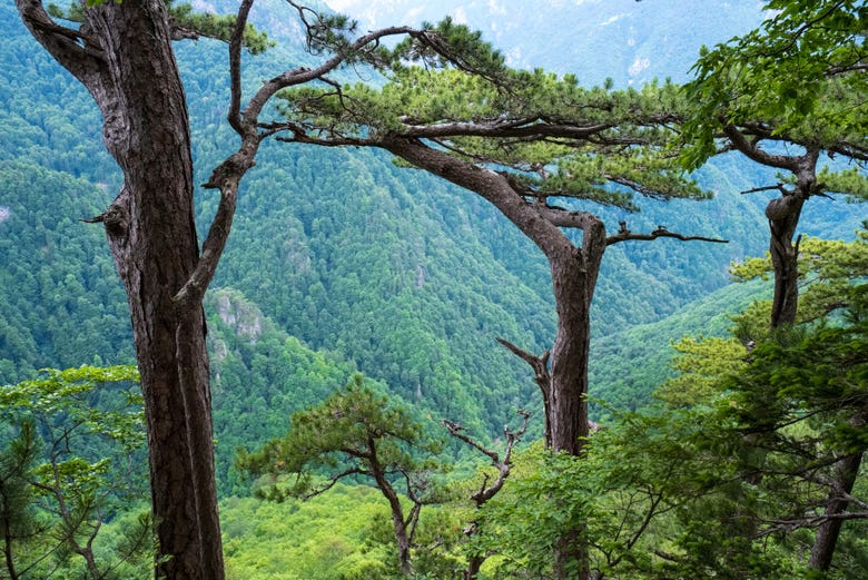 Bosque virgen en el Parque Nacional Sutjeska