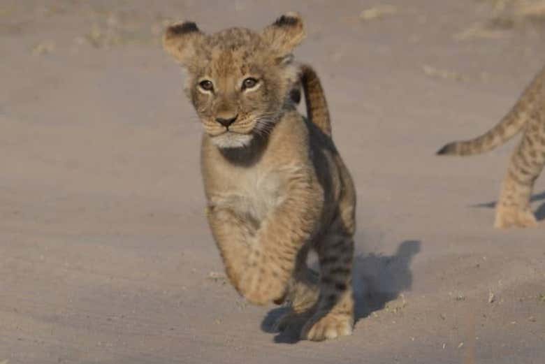 Um filhote de leão correndo