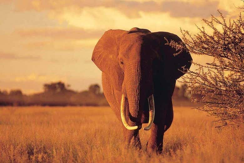 Um elefante ao entardecer na savana africana