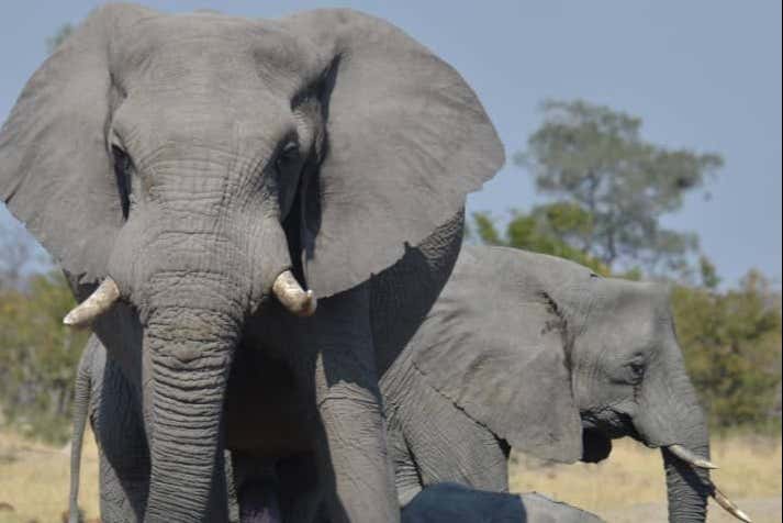 Os encantará conocer estos simpáticos animales