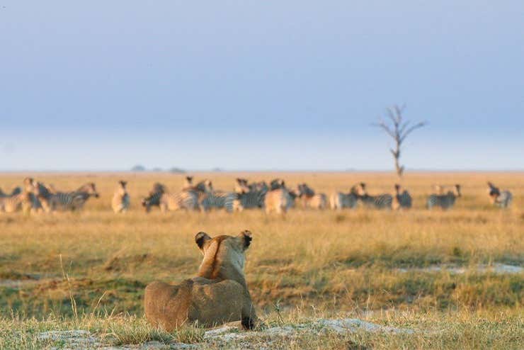 Botsuana en su esplendor