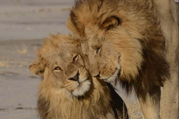 Un par de leones en el Delta del Okavango