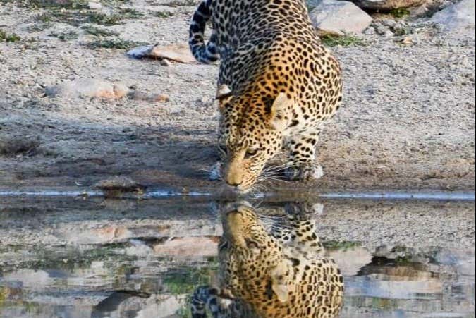 Um leopardo bebendo água