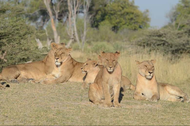 Um bando de leoas repousando pacificamente