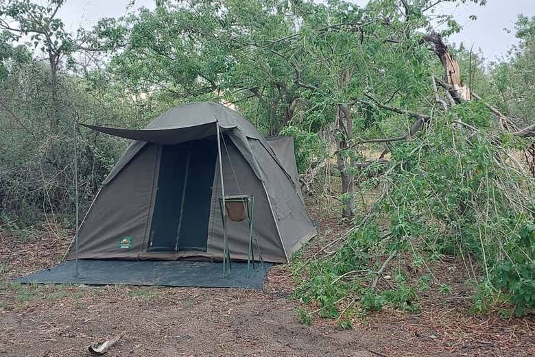 Una tienda de campaña entre vegetación