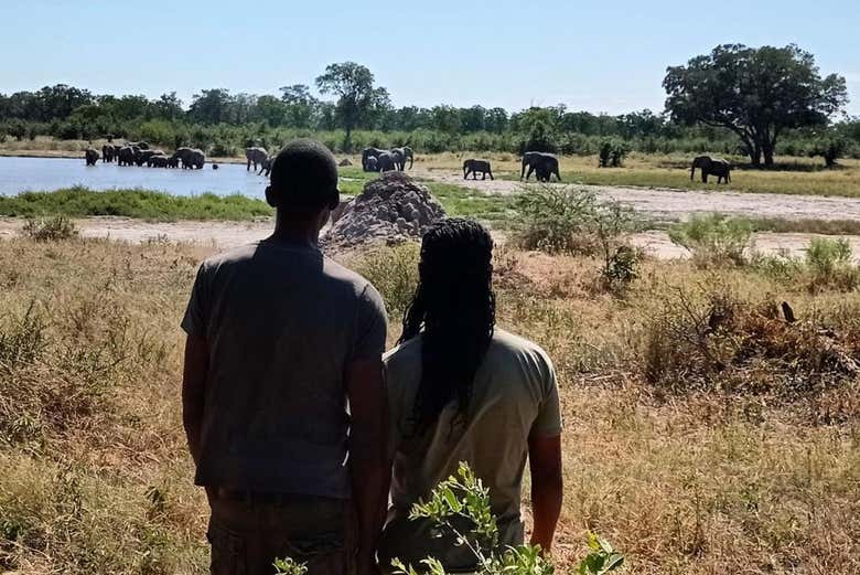 Vendo os elefantes às margens do Okavango