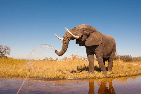 Safari de 10 jours au Botswana