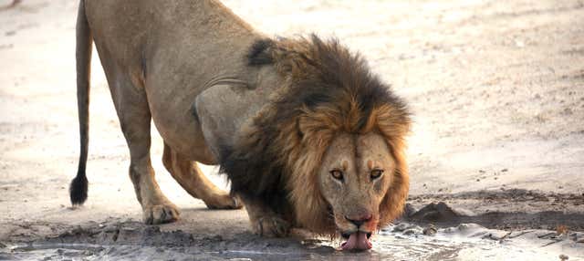 7-Day Safari to the Okavango Delta