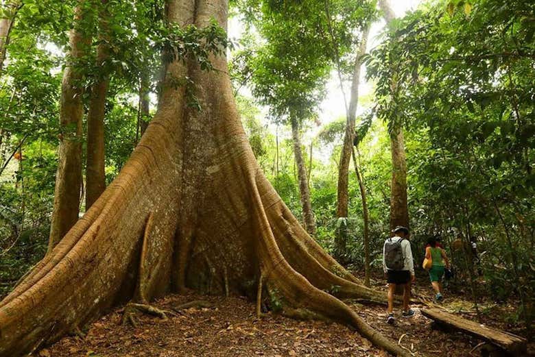 Árvore centenária da Floresta Nacional do Tapajós