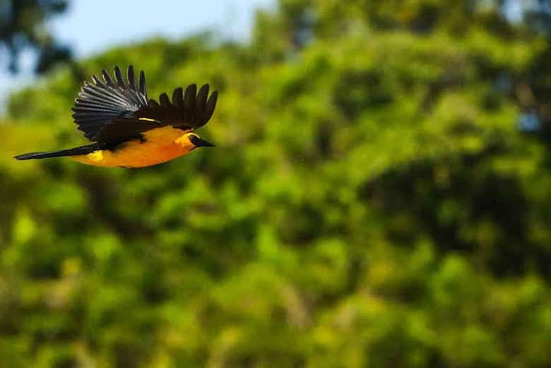 Gli uccelli tropicali del Canal do Jari 