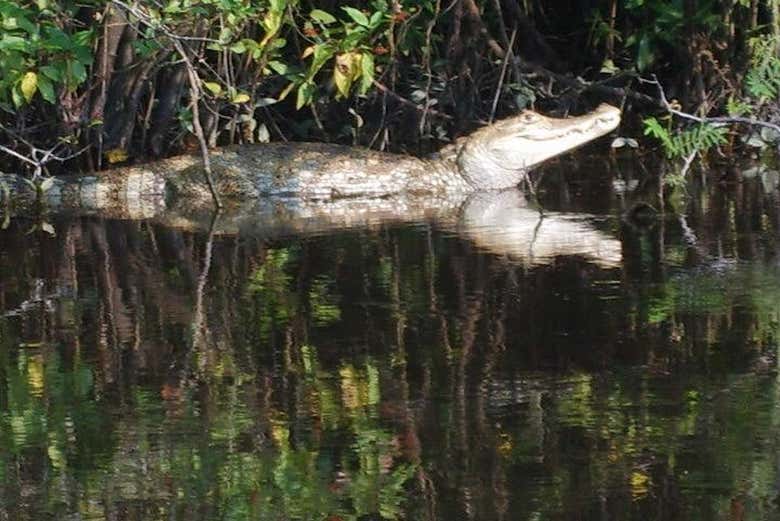 Crocodilo no rio