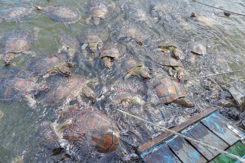 Tartarugas da comunidade ribeirinha de Coroca