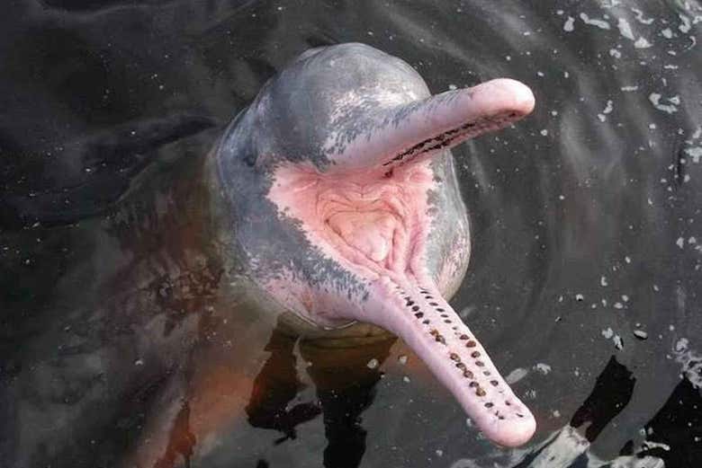 Boto no Amazonas