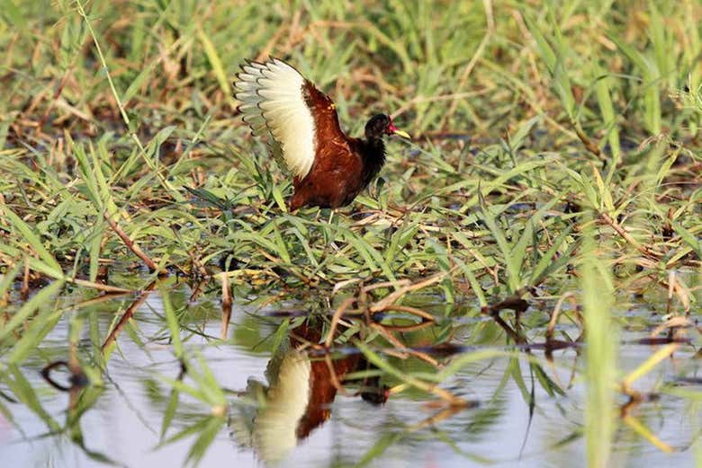 Fauna do canal