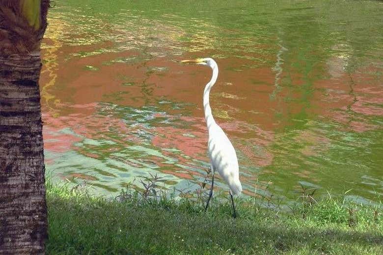 Fauna da Amazônia
