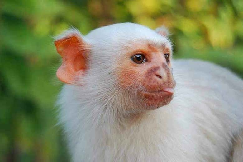 Macaco da Amazônia