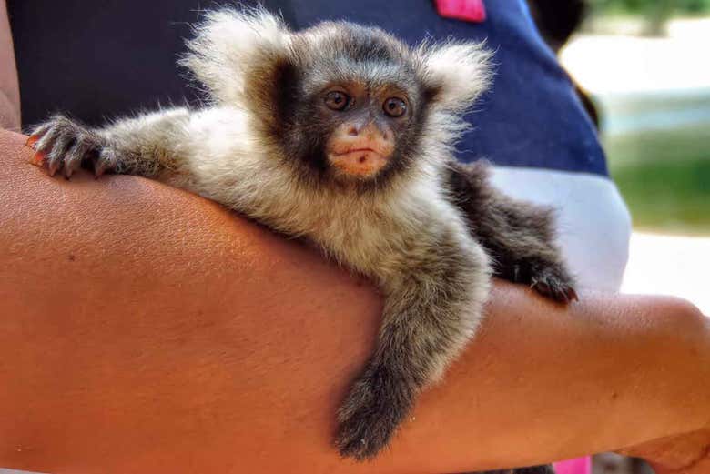 Macaco da floresta amazônica brasileira