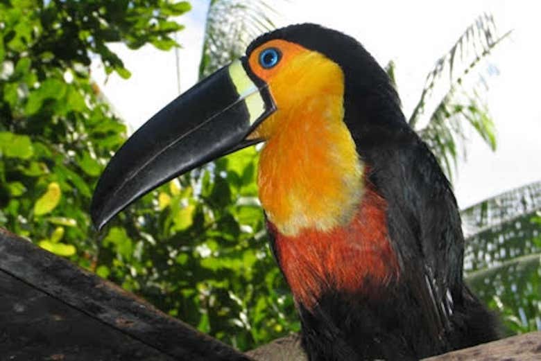 Wildlife in Amorim