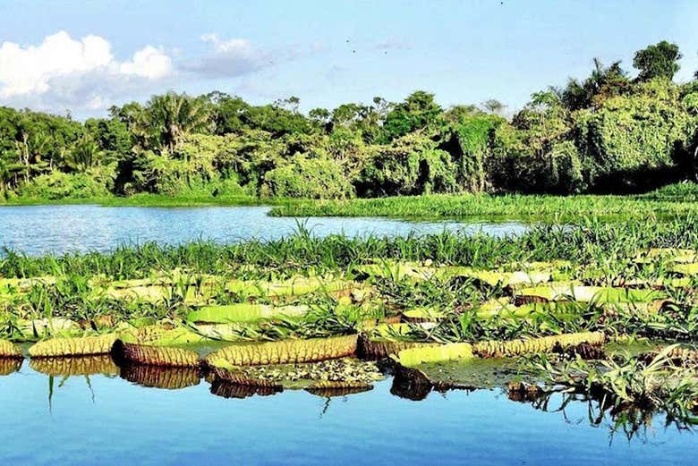 Vegetação do lago do Maicá