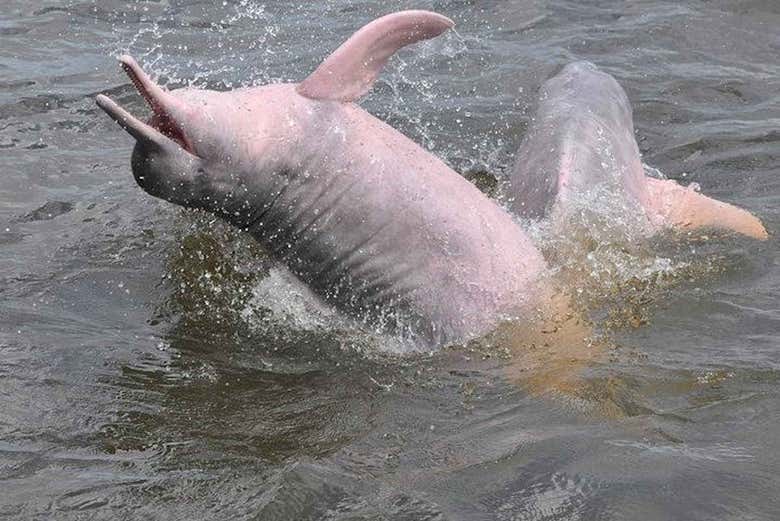 Amazon river dolphin