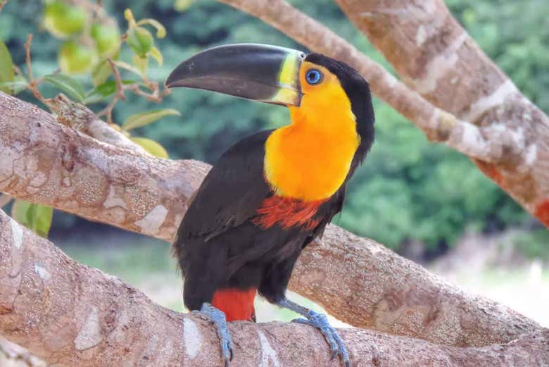 Toucan by the Arapiuns River