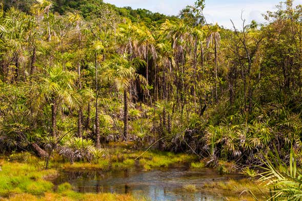 Tour pela Floresta Nacional do Tapajós