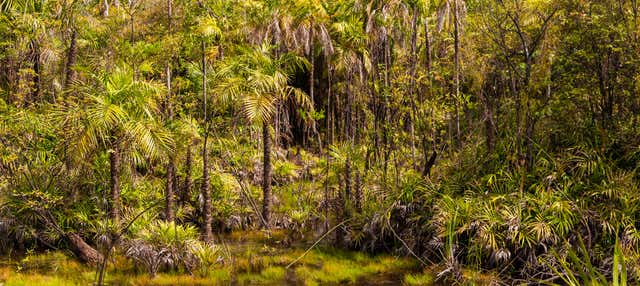 Tour por el Bosque Nacional de Tapajós