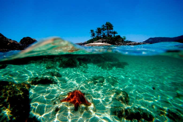 Biodiversity of the islands
