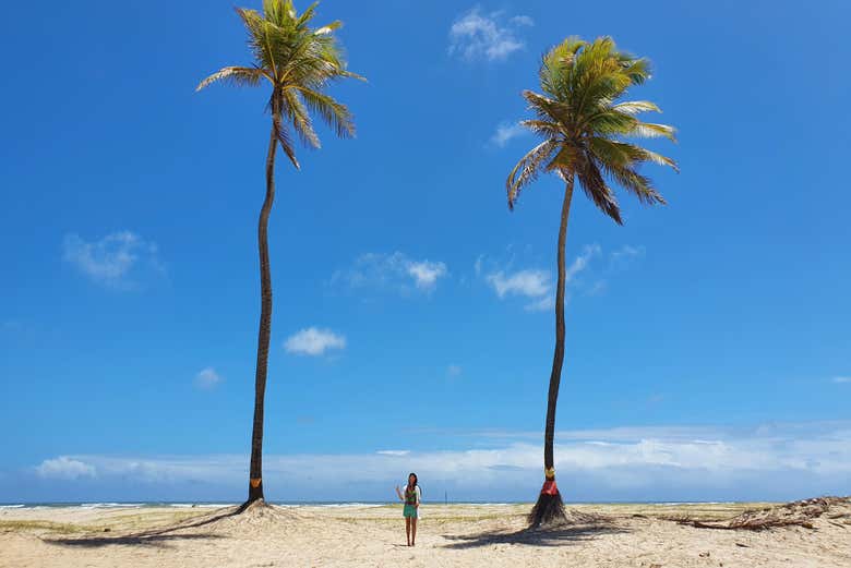Coconut trees in Mangue Seco