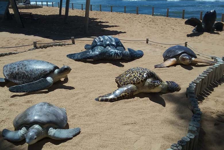 Tartarugas marinhas no Projeto Tamar