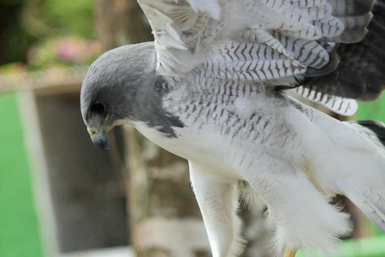 One of the hawks in the park