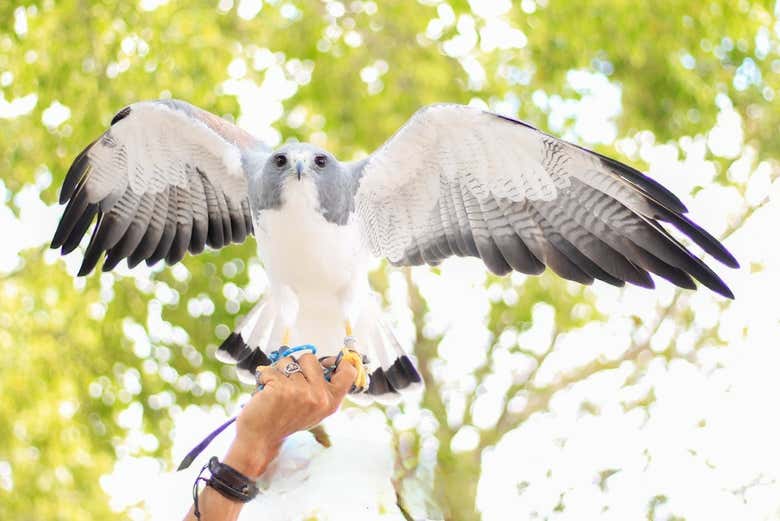 Attending a bird demonstration