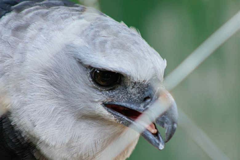 Bird of prey at Parque dos Falcões