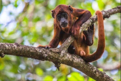 Fauna que veremos durante a travessia