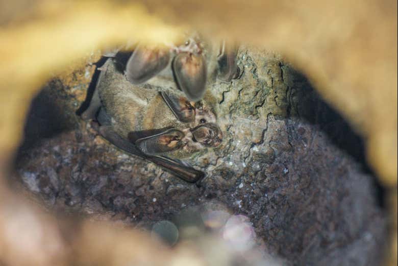 Biodiversidade da fazenda