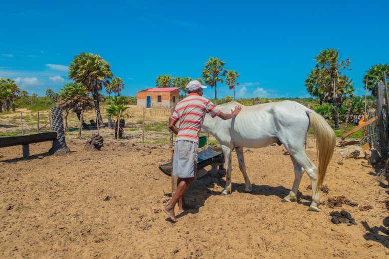 Conhecendo os animais da fazenda