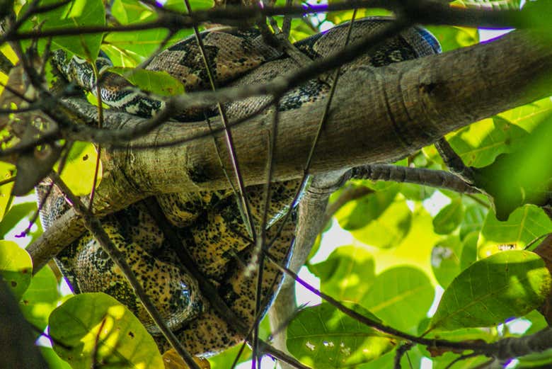 Fauna do Delta de Parnaíba