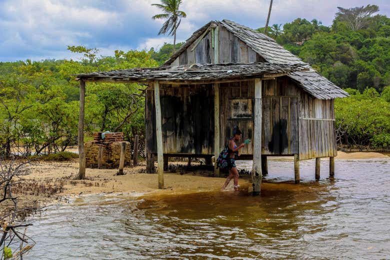 Veréis también manglares