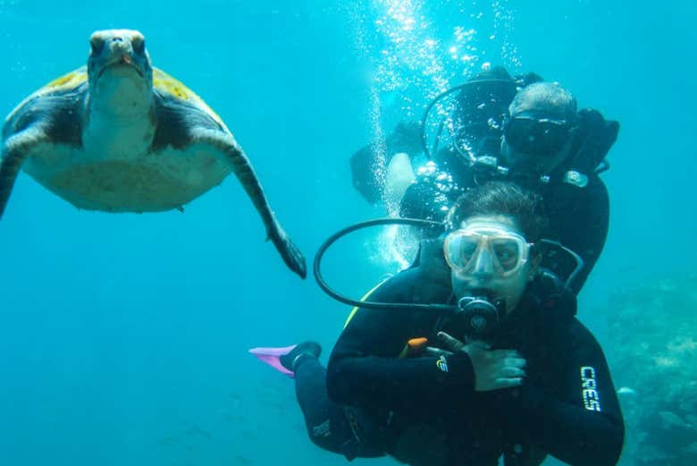 Nadando com uma tartaruga-marinha