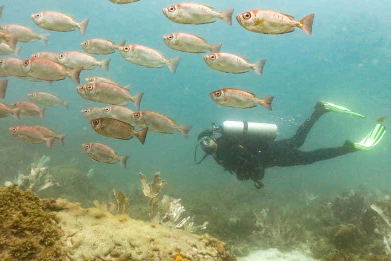 Veremos cardumes de peixes!