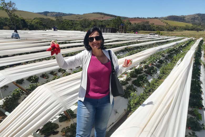 Enjoy a tour of a strawberry farm!