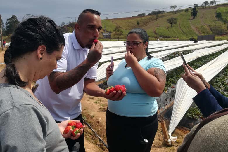Degustando os morangos de Atibaia