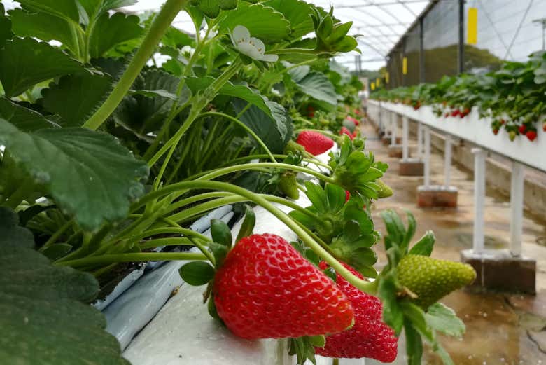 Plantação de morangos em um estufa