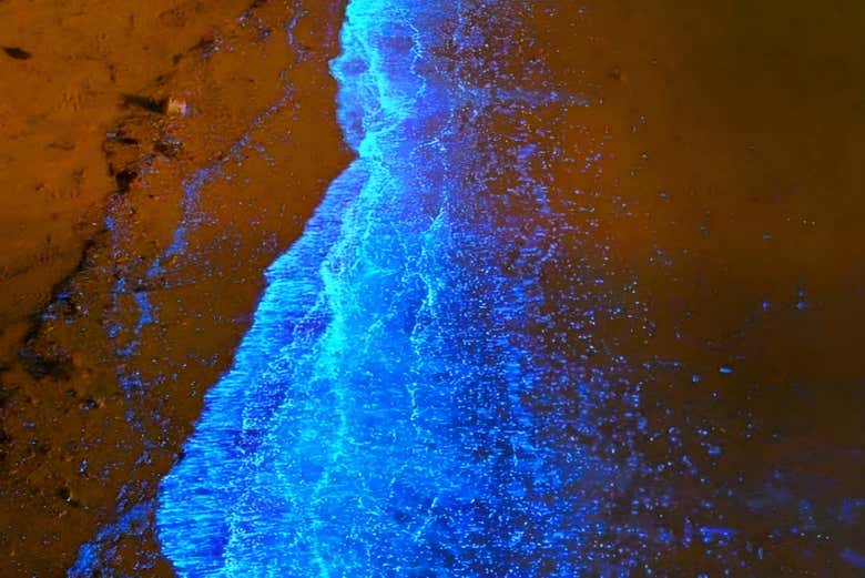La magia del plancton luminiscente