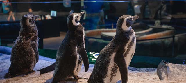 Entrada a Oceanic Aquarium