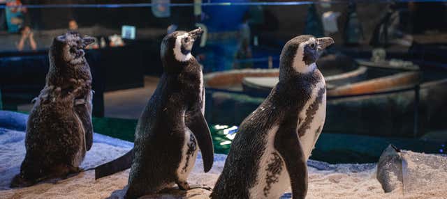 Ingresso do Oceanic Aquarium