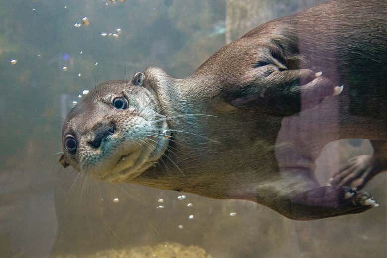 A tropical otter come to say hello