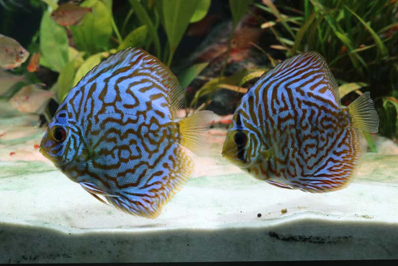 DIfferent  coloured fish