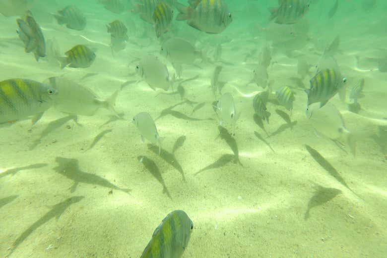 Poissons colorés